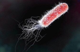 Загрози здоров’ю від сінної палички: небезпеки для людини та профілактика