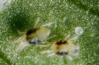 Ефективні засоби проти суничного кліща: як уберегти ваш урожай