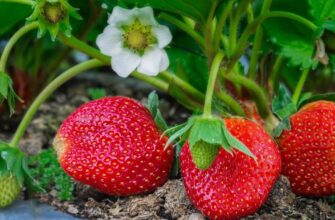 Ознаки та причини появи пустоцвіту на полуниці: як розпізнати проблему