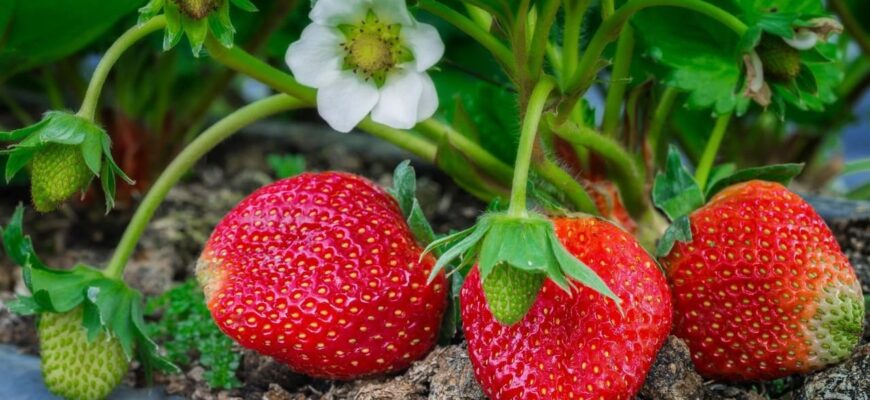 Ознаки та причини появи пустоцвіту на полуниці: як розпізнати проблему