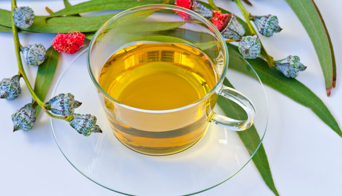 Безпечність і користь чаю з евкаліптом: чи можна його пити щодня?