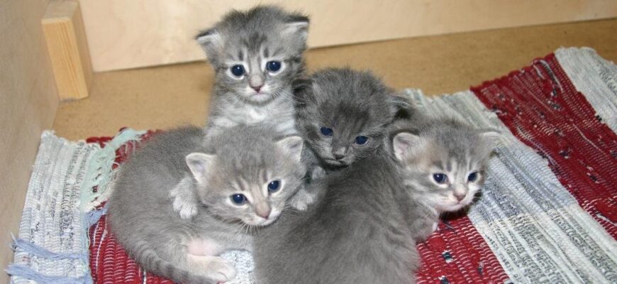 Коли кошенята починають самостійно їсти: поради та рекомендації