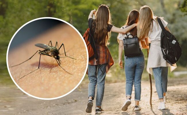 Скільки разів за ніч комар здатен вкусити одну людину: дослідження.