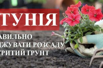 Коли найкраще висаджувати розсаду петунії у відкритий ґрунт?