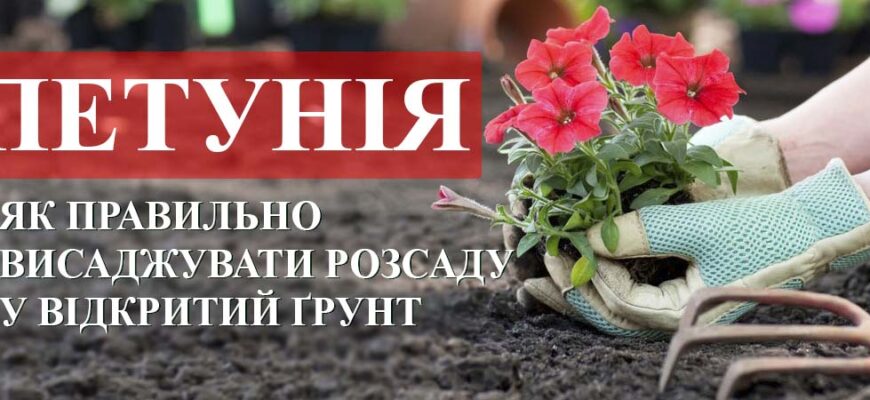 Коли найкраще висаджувати розсаду петунії у відкритий ґрунт?