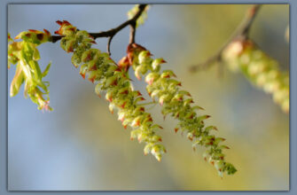 Коли зацвітає ліщина: оптимальний період та ключові фактори цвітіння