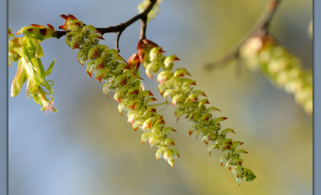 Коли зацвітає ліщина: оптимальний період та ключові фактори цвітіння