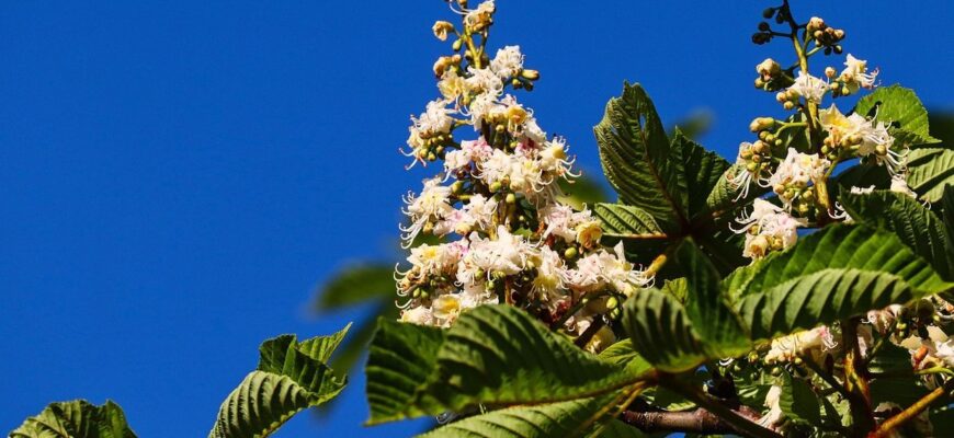 Цвітіння дерев у Москві: коли починається весняне пробудження?