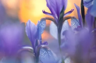 У якому місяці найкраще обрізати іриси для здорового росту