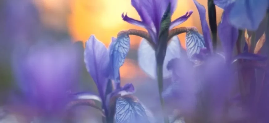 Чи варто обрізати іриси навесні для кращого цвітіння? Дізнайтесь тут!