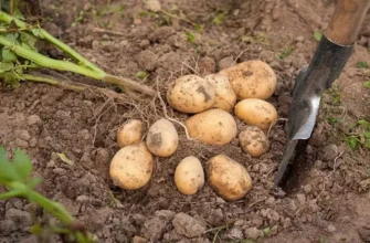 Що робити після викопування картоплі: поради по зберіганню та підготовці