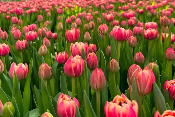 Коли найкраще проводити вигонку тюльпанів: поради та рекомендації