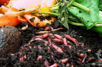 Оптимальні терміни перегнивання компосту: скільки потрібно часу?