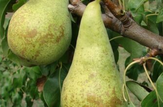 Коли збирати груші Конференція: оптимальні терміни для збирання врожаю