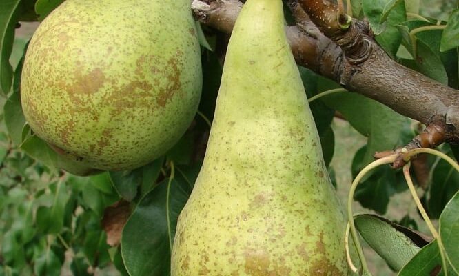 Коли збирати груші Конференція: оптимальні терміни для збирання врожаю