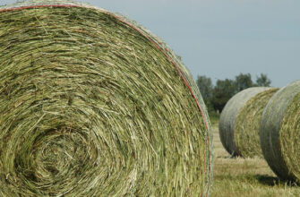 Що таке кормова рослина: визначення та значення в агрономії