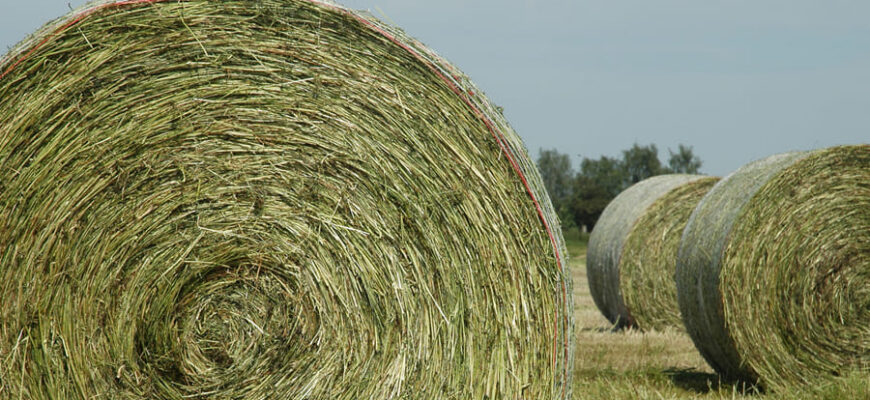 Що таке кормова рослина: визначення та значення в агрономії