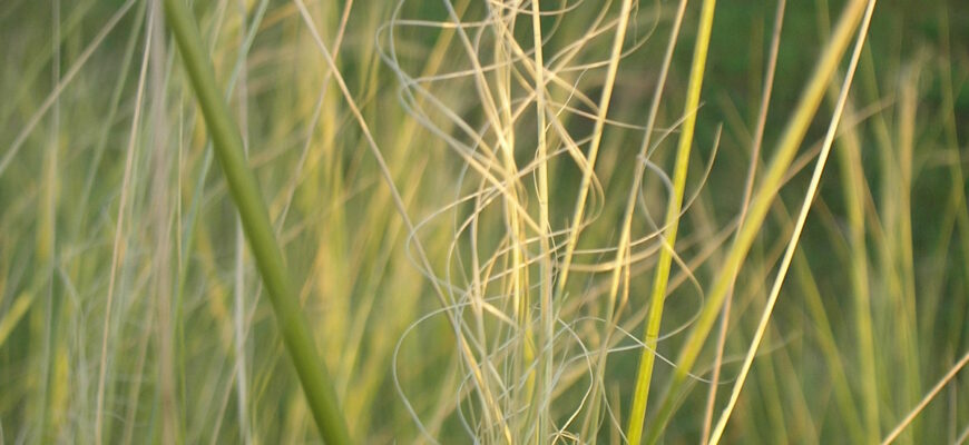 Чому збір ковили небезпечний для екосистеми: наслідки та заборони