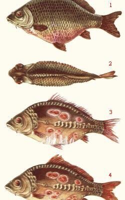 Краснуха в риби: чи безпечно споживати заражену рибу?