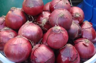 Як зробити червону цибулю не гіркою: поради та методи зменшення гіркоти