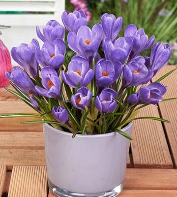 Чи можна садити крокуси в горщику: поради та рекомендації для успіху