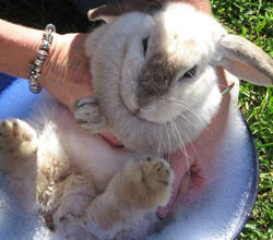 Чи безпечно обіймати декоративного кролика: поради догляду та взаємодії