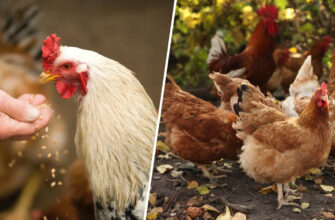 Ефективні добавки для міцної шкаралупи яєць: що давати курям?