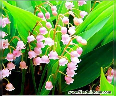 Як правильно та ефективно проріджувати конвалії у вашому саду