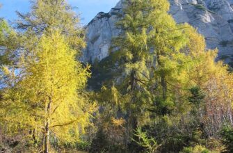 Де росте модрина: природні зони поширення в Росії та особливості