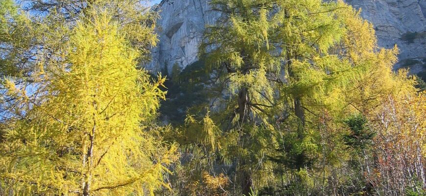 Де росте модрина: природні зони поширення в Росії та особливості