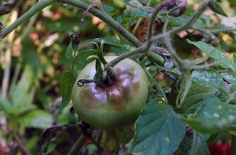 Безпечність вживання помідорів після обробки Фітоспорином: що важливо знати