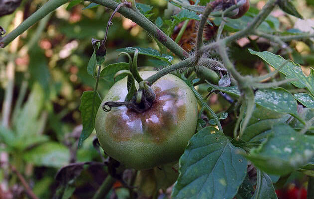 Безпечність вживання помідорів після обробки Фітоспорином: що важливо знати