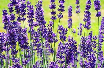 Скільки часу потрібно для повного висихання лаванди: поради та етапи