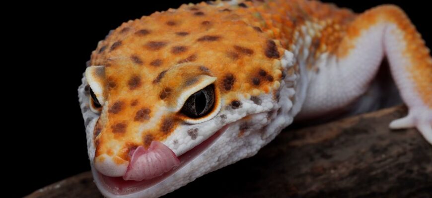 Яка домашня тварина не потребує догляду: найкращі варіанти вибору