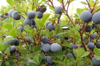 Найкращий період для живцювання лохини: поради для максимального успіху