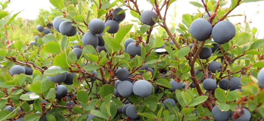 Найкращий період для живцювання лохини: поради для максимального успіху