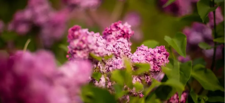 Коли в Сочі розквітає бузок: ідеальний час для відвідування