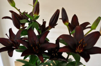 Як правильно пишеться: Лілі чи Ліллі? Роз’яснення та поради