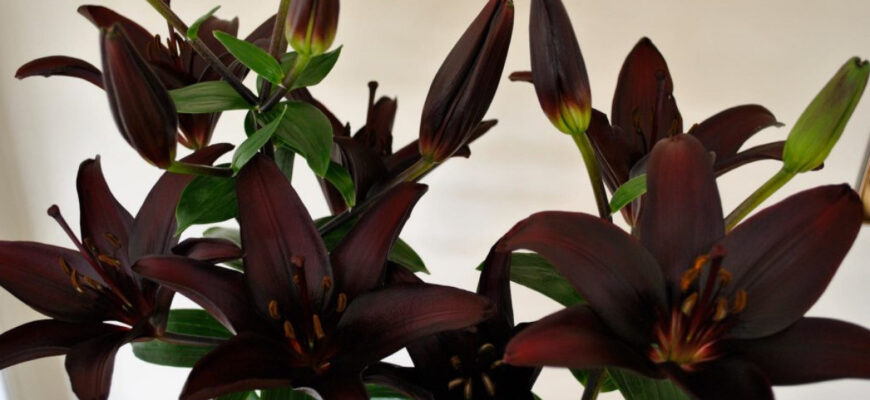 Як правильно пишеться: Лілі чи Ліллі? Роз’яснення та поради