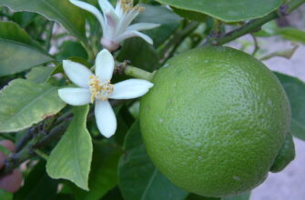 У якому році вперше з’явився лайм: історія цитрусового фрукта