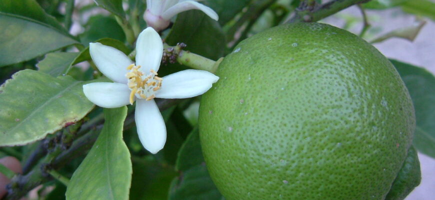 У якому році вперше з’явився лайм: історія цитрусового фрукта