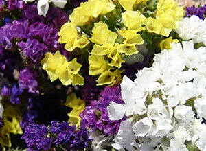 Коли краще сіяти статицю: вибір оптимального місяця для посадки