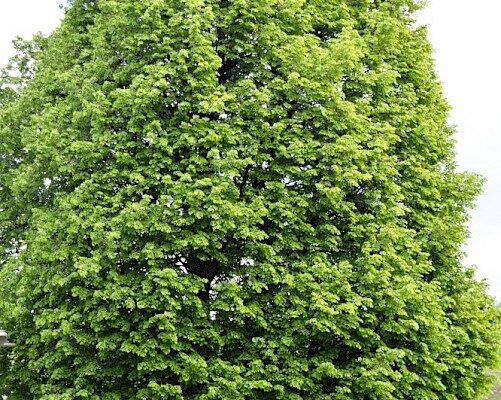 Термін зберігання липи: оптимальні умови та поради для тривалого зберігання