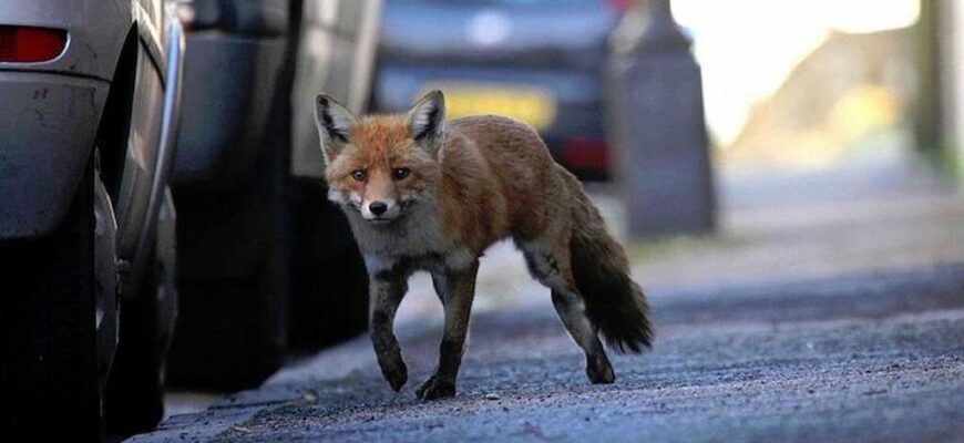 Що робити при зустрічі зі скаженою лисицею: поради та безпека