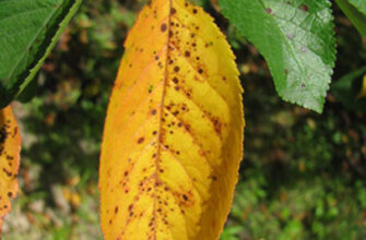 Причини жовтіння та опадання листя у вишні: основні фактори та рішення