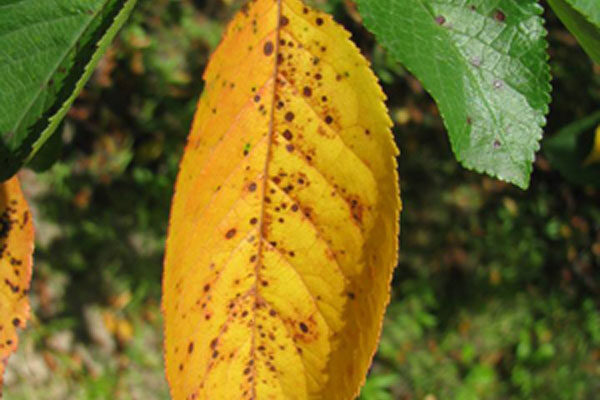 Причини жовтіння та опадання листя у вишні: основні фактори та рішення