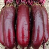 Порівняння буряків: обрати кращий сорт між Бордо та Мулаткою