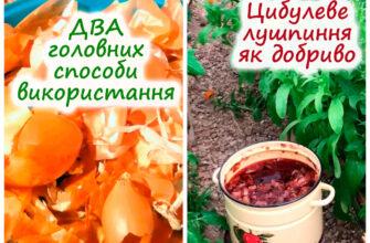 Які рослини в городі можна удобрювати цибулевим лушпинням: поради та користь