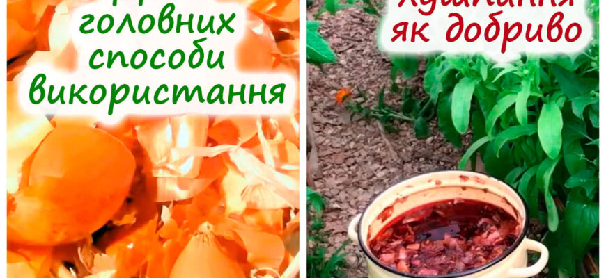 Які рослини в городі можна удобрювати цибулевим лушпинням: поради та користь