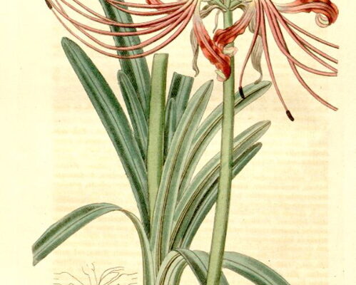 Що символізує червона лілія в Японії: культурний та історичний контекст